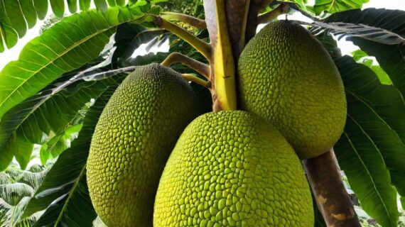 breadfruit